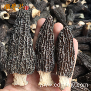 New products inteley morchella Price of black morel mushroom